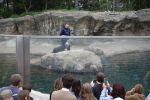 PICTURES/Oregon Coast Aquarium - Newport/t_Otter.JPG